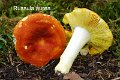 Russula aurea-amf1678